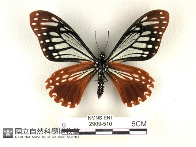 斑鳳蝶藏品圖，第2張