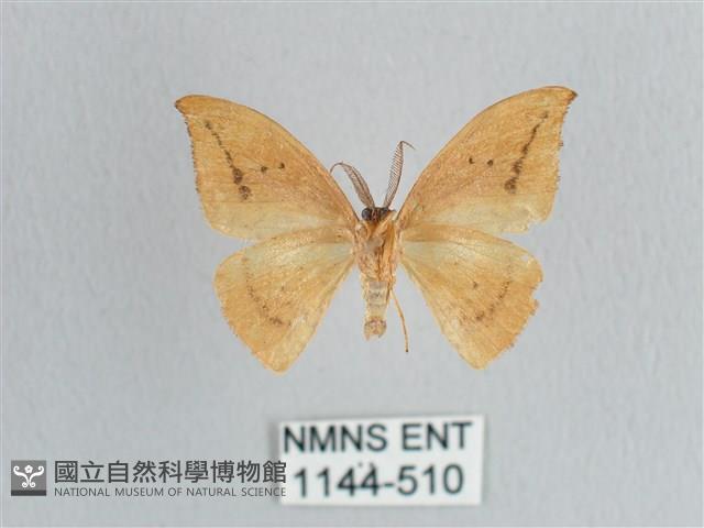枯葉紋鉤蛾藏品圖，第2張