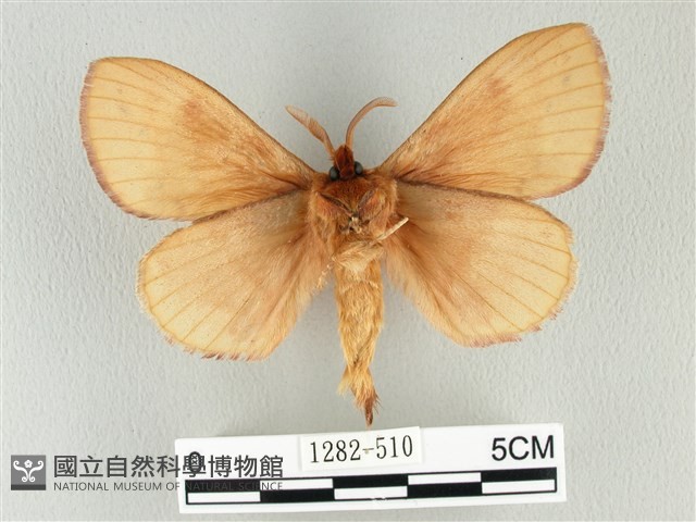 波紋枯葉蛾藏品圖，第2張