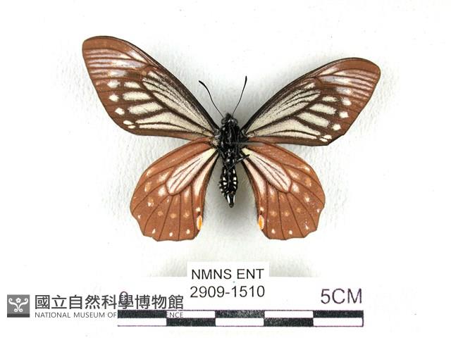 黃星斑鳳蝶藏品圖，第2張