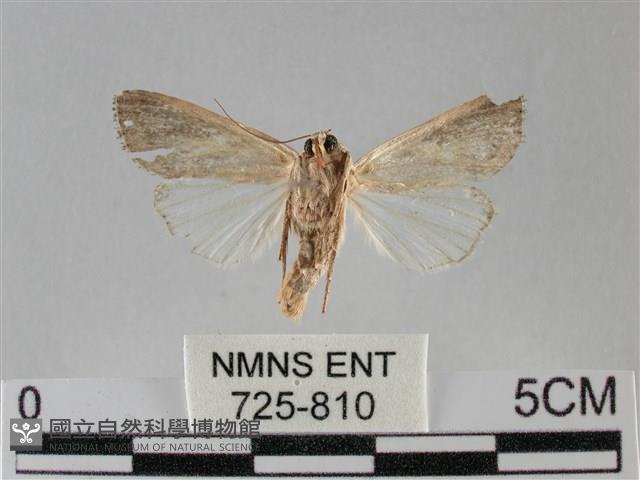 斜紋夜盜蛾藏品圖，第2張