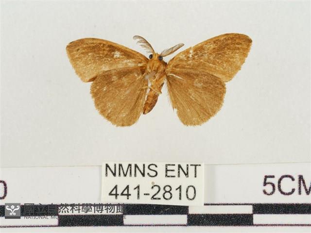 小白紋毒蛾藏品圖，第2張