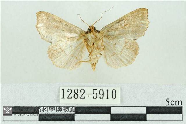 粉紅帶散紋夜蛾藏品圖，第2張