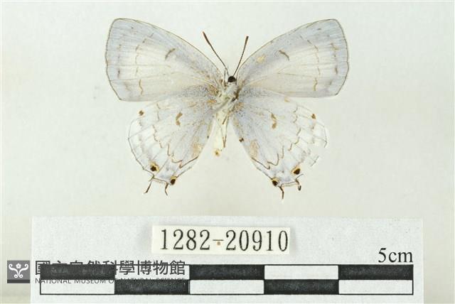 漣紋青灰蝶藏品圖，第2張