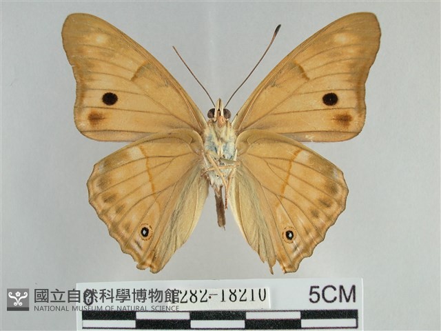 金鎧蛺蝶藏品圖，第2張