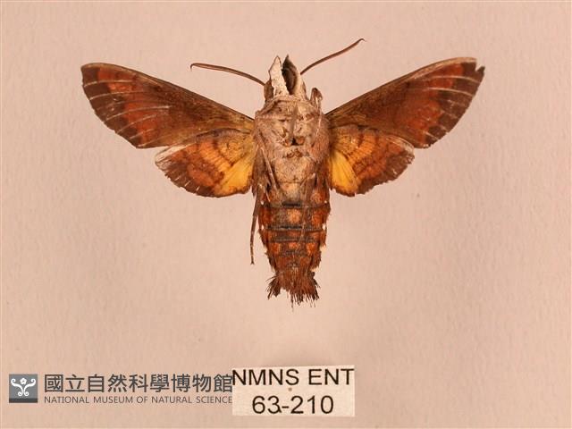 黃斑長喙天蛾藏品圖，第2張
