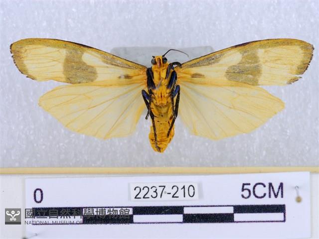 閃光苔蛾藏品圖，第2張