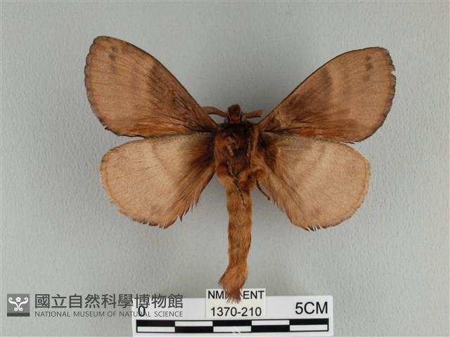 波紋枯葉蛾藏品圖，第2張