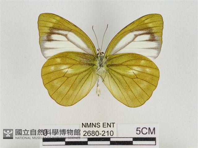 淡褐脈粉蝶藏品圖，第2張