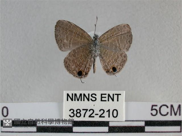 波灰蝶藏品圖，第2張