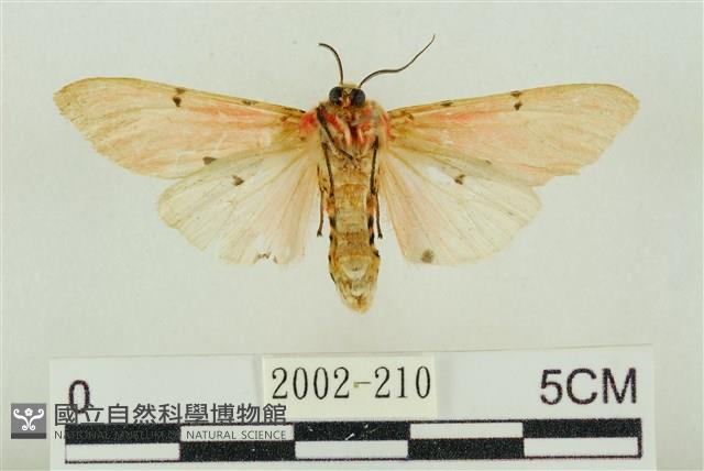 棍棒污燈蛾藏品圖，第2張