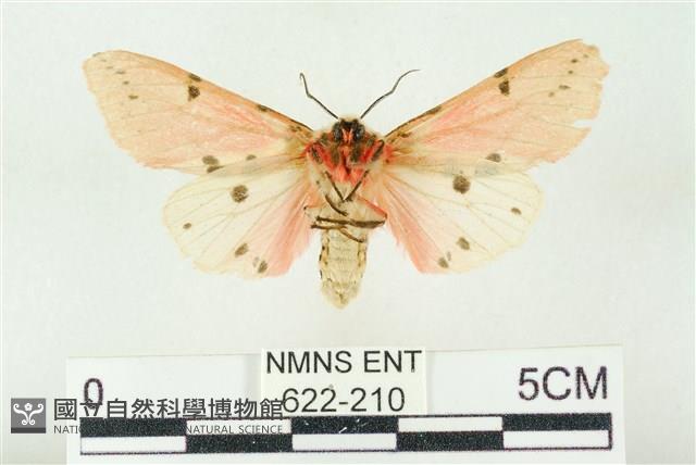 棍棒污燈蛾藏品圖，第2張