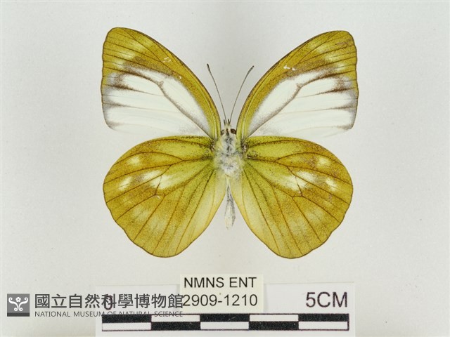 淡褐脈粉蝶藏品圖，第2張