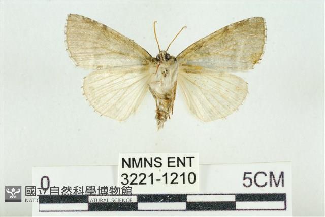 臺灣銀斑異波紋蛾藏品圖，第2張
