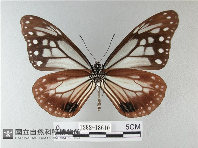 大絹斑蝶藏品圖，第2張