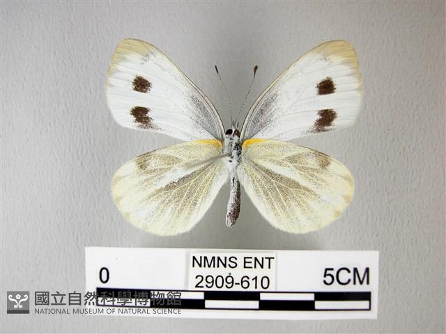 緣點白粉蝶藏品圖，第2張