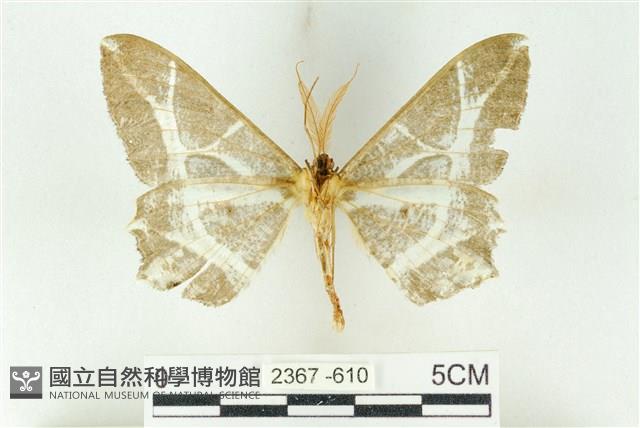 樹形尺蛾藏品圖，第2張