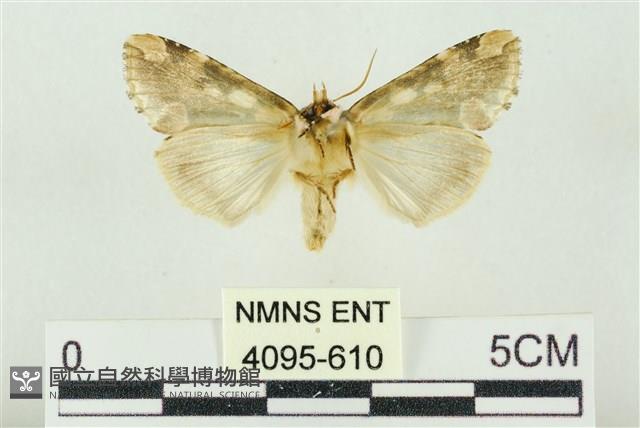 連珠波紋蛾藏品圖，第2張