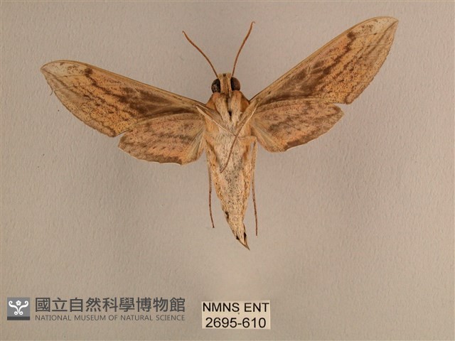 背線天蛾藏品圖，第2張