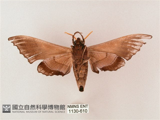 齒翅三線天蛾藏品圖，第2張