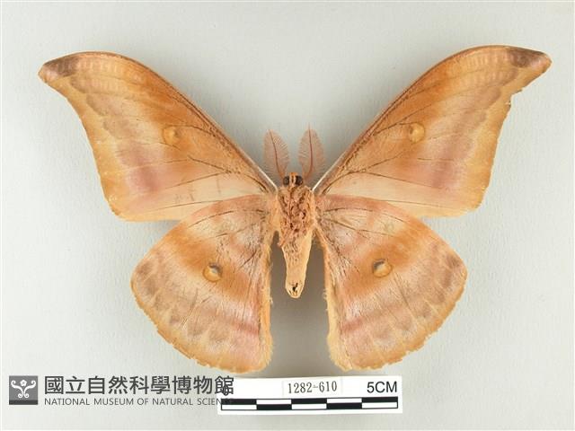紅目天蠶蛾藏品圖，第2張