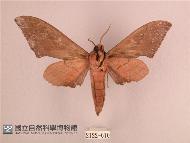 直翅六點天蛾藏品圖，第2張