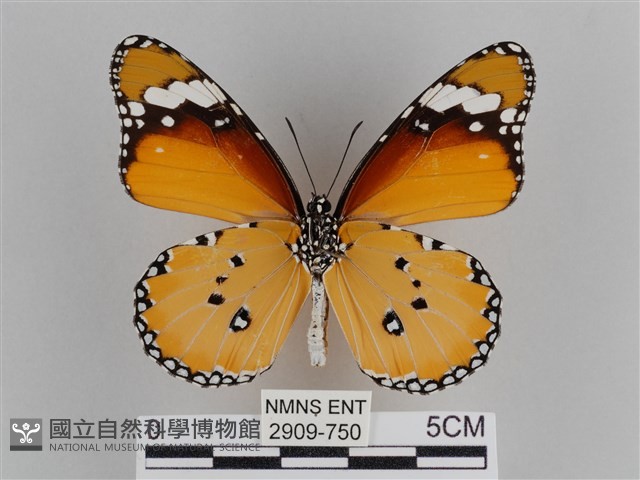 樺斑蝶藏品圖，第2張