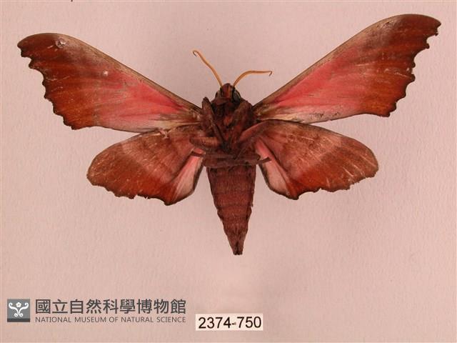 桃紅六點天蛾藏品圖，第2張