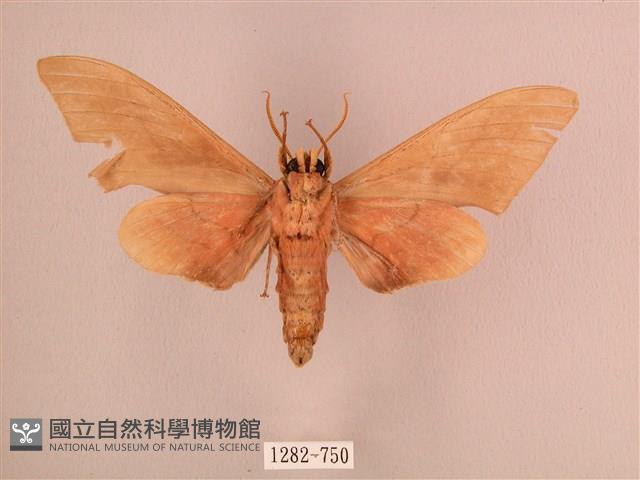 直翅六點天蛾藏品圖，第2張