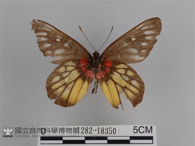 豔粉蝶藏品圖，第2張