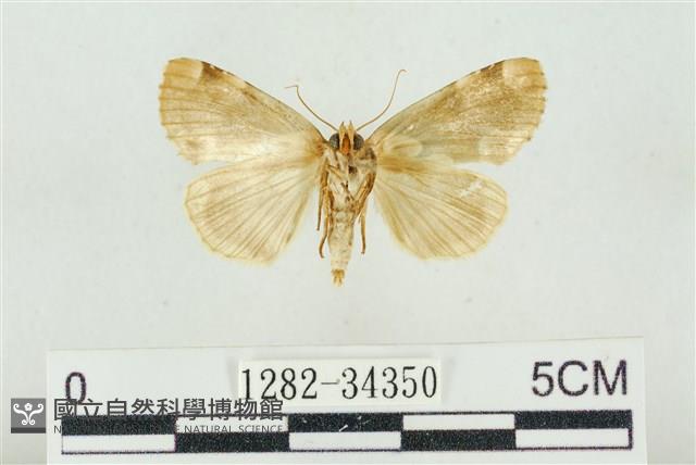 大斑波紋蛾藏品圖，第2張