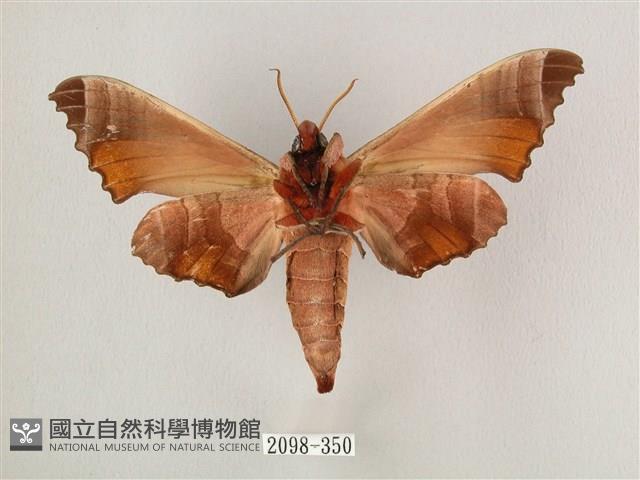 黑角六點天蛾藏品圖，第2張