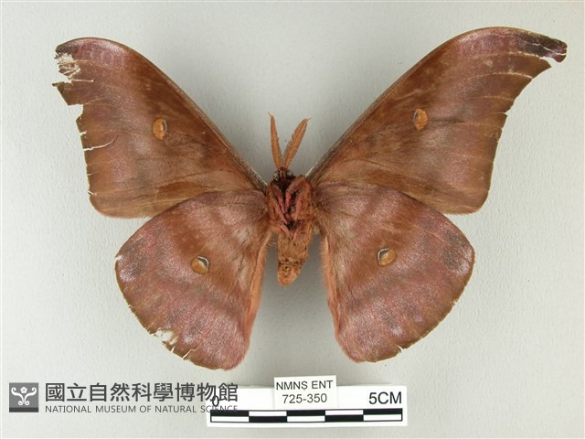 紅目天蠶蛾藏品圖，第2張