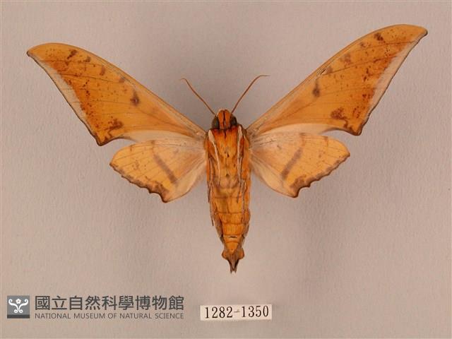 裂斑鷹翅天蛾藏品圖，第2張