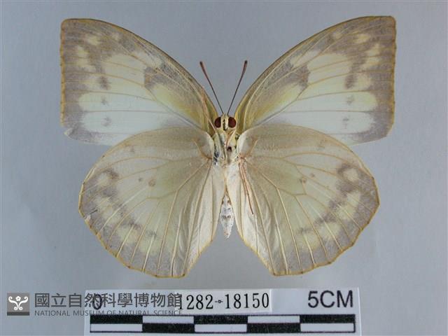 遷粉蝶、淡黃蝶藏品圖，第2張