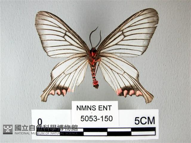 松村氏淺翅鳳蛾藏品圖，第2張