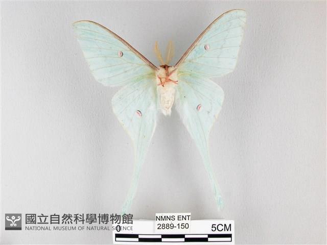 姬長尾水青蛾藏品圖，第2張