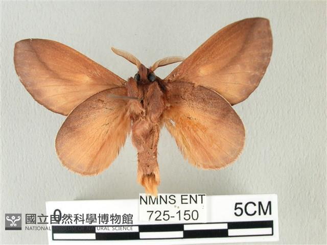 竹黃斜帶枯葉蛾藏品圖，第2張