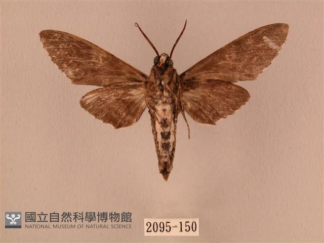 白星天蛾藏品圖，第2張