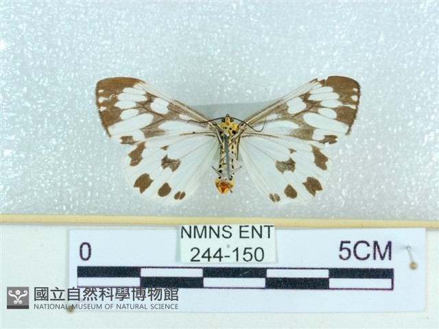 粉蝶燈蛾藏品圖，第2張