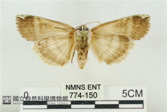 臺洒波紋蛾藏品圖，第2張