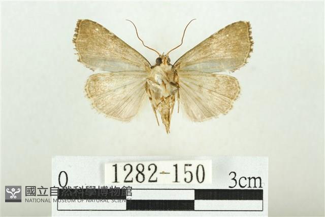 白斑散紋夜蛾藏品圖，第2張