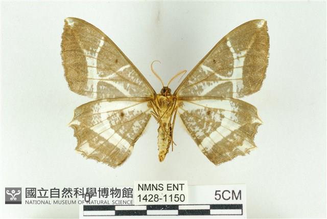 樹形尺蛾藏品圖，第2張