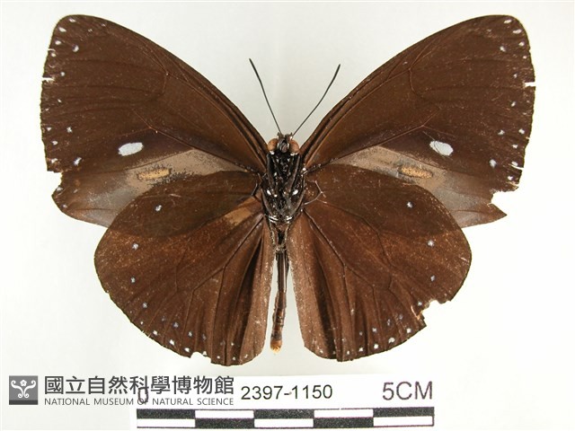 圓翅紫斑蝶藏品圖，第2張