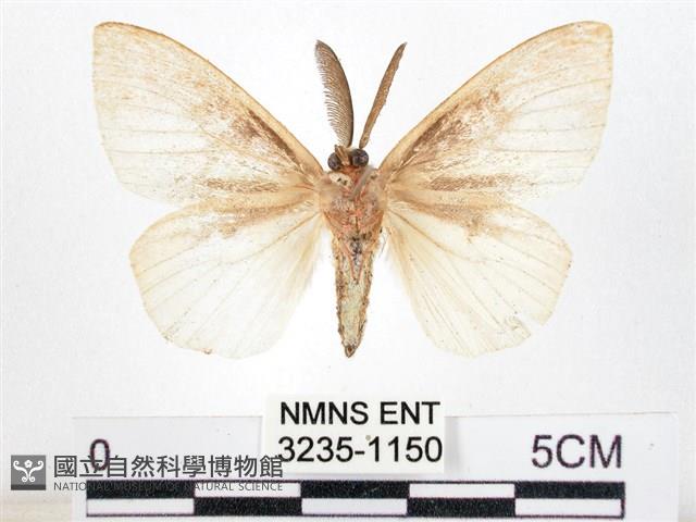 木毒蛾藏品圖，第2張