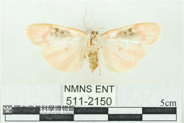 臺雪苔蛾藏品圖，第2張