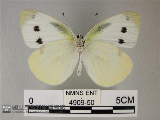 白粉蝶、紋白蝶藏品圖，第2張