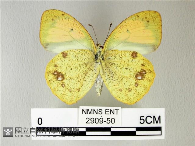 異粉蝶、雌白黃蝶藏品圖，第2張