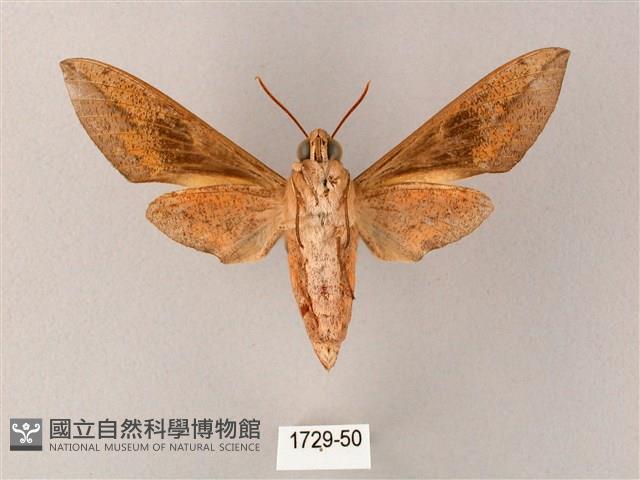 藏斜紋天蛾藏品圖，第2張