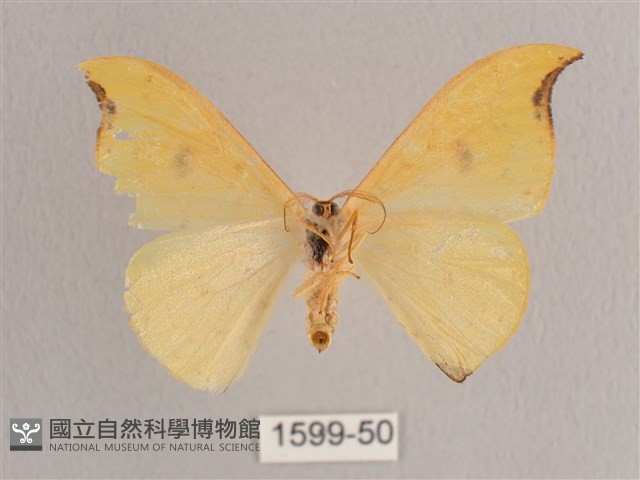 彎黑黃鉤蛾藏品圖，第2張